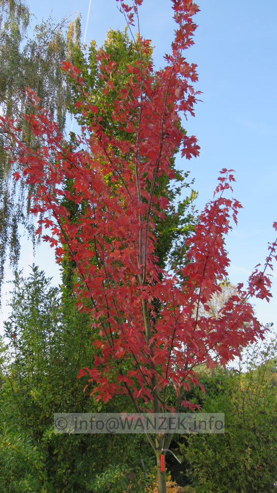 Acer rubrum Jeffersred 0006.JPG